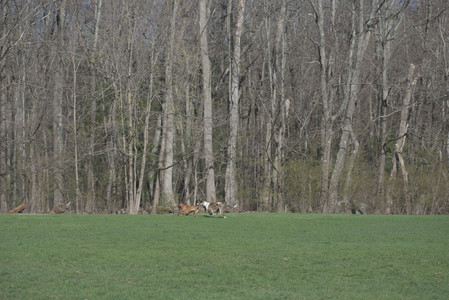 20250422_Dog Park and Birds__DSC0369_.jpg