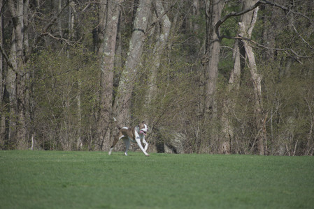 20250422_Dog Park and Birds__DSC0376_.jpg