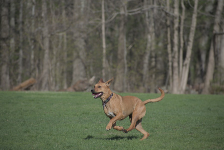 20250422_Dog Park and Birds__DSC0383_.jpg