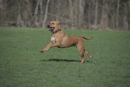 20250422_Dog Park and Birds__DSC0385_.jpg