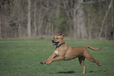 20250422_Dog Park and Birds__DSC0387_.jpg