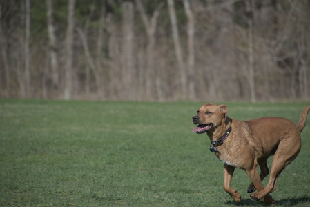 20250422_Dog Park and Birds__DSC0388_.jpg