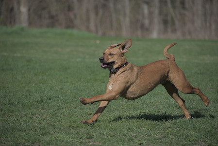 20250422_Dog Park and Birds__DSC0389_.jpg