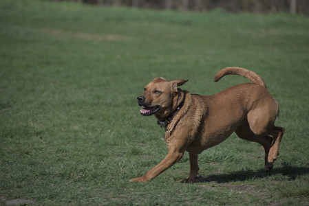 20250422_Dog Park and Birds__DSC0391_.jpg