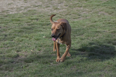 20250422_Dog Park and Birds__DSC0396_.jpg