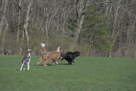 20250422_Dog Park and Birds__DSC0401_.jpg