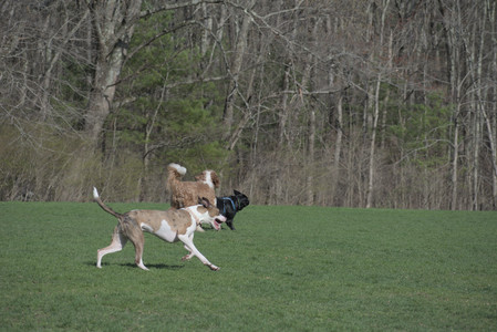 20250422_Dog Park and Birds__DSC0406_.jpg