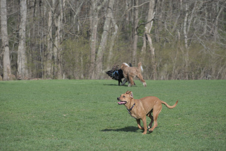 20250422_Dog Park and Birds__DSC0408_.jpg