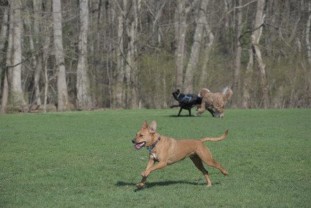 20250422_Dog Park and Birds__DSC0409_.jpg