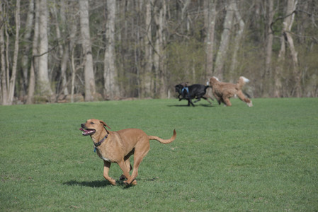 20250422_Dog Park and Birds__DSC0410_.jpg