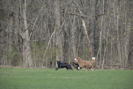 20250422_Dog Park and Birds__DSC0413_.jpg