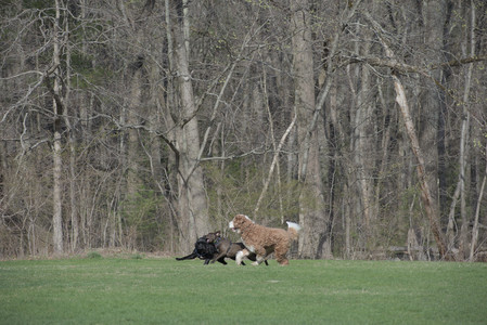 20250422_Dog Park and Birds__DSC0415_.jpg