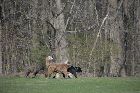 20250422_Dog Park and Birds__DSC0423_.jpg