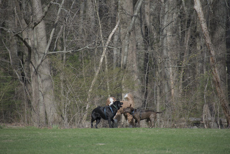 20250422_Dog Park and Birds__DSC0430_.jpg