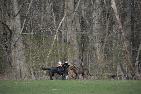 20250422_Dog Park and Birds__DSC0431_.jpg