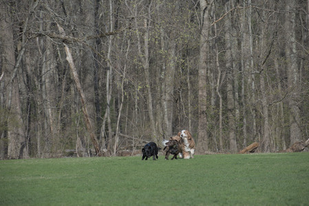 20250422_Dog Park and Birds__DSC0436_.jpg