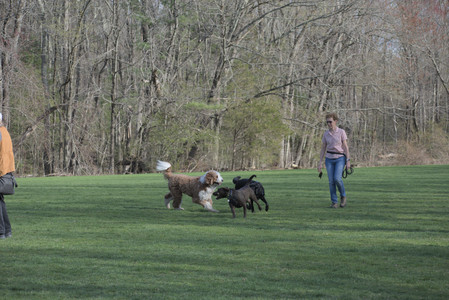 20250422_Dog Park and Birds__DSC0450_.jpg