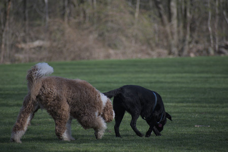 20250422_Dog Park and Birds__DSC0457_.jpg