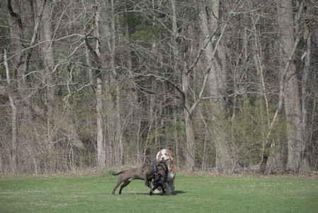 20250422_Dog Park and Birds__DSC0458_.jpg