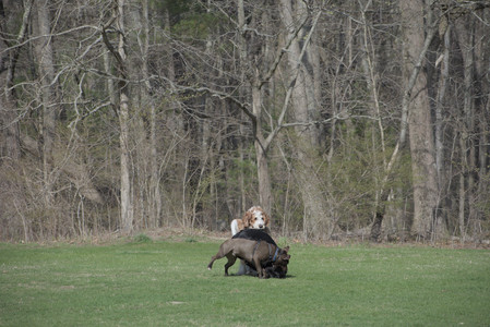 20250422_Dog Park and Birds__DSC0460_.jpg