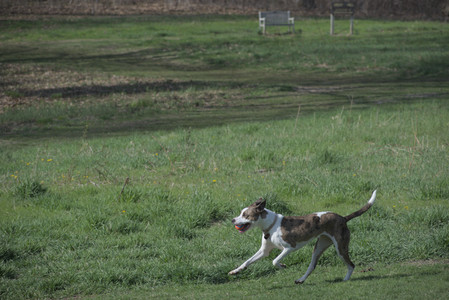 20250422_Dog Park and Birds__DSC0462_.jpg