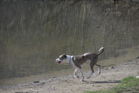 20250422_Dog Park and Birds__DSC0474_.jpg