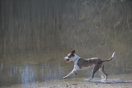 20250422_Dog Park and Birds__DSC0475_.jpg