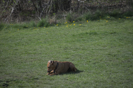 20250422_Dog Park and Birds__DSC0476_.jpg