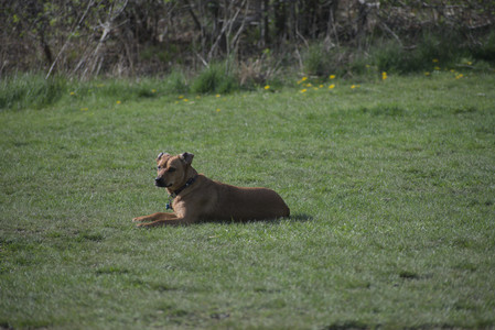 20250422_Dog Park and Birds__DSC0478_.jpg