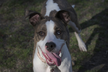 20250422_Dog Park and Birds__DSC0482_.jpg