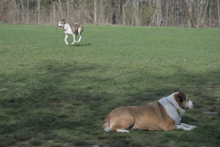 20250422_Dog Park and Birds__DSC0485_.jpg