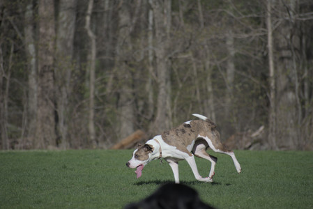 20250422_Dog Park and Birds__DSC0488_.jpg