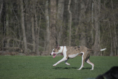 20250422_Dog Park and Birds__DSC0489_.jpg