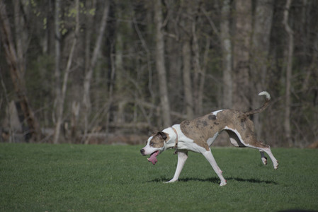 20250422_Dog Park and Birds__DSC0490_.jpg