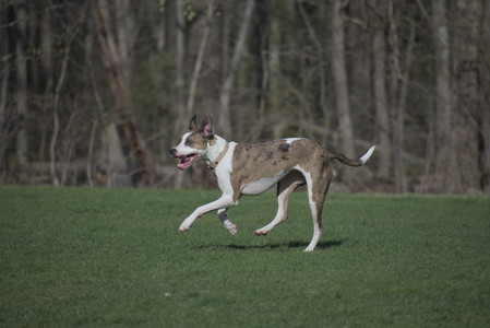 20250422_Dog Park and Birds__DSC0491_.jpg