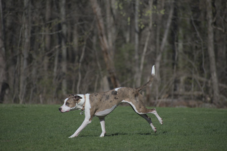 20250422_Dog Park and Birds__DSC0492_.jpg