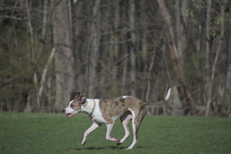 20250422_Dog Park and Birds__DSC0493_.jpg