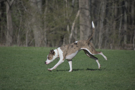 20250422_Dog Park and Birds__DSC0494_.jpg