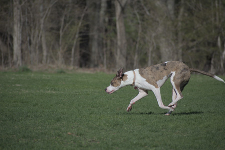 20250422_Dog Park and Birds__DSC0495_.jpg