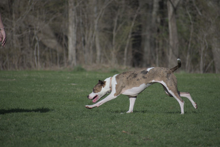 20250422_Dog Park and Birds__DSC0496_.jpg