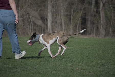 20250422_Dog Park and Birds__DSC0497_.jpg