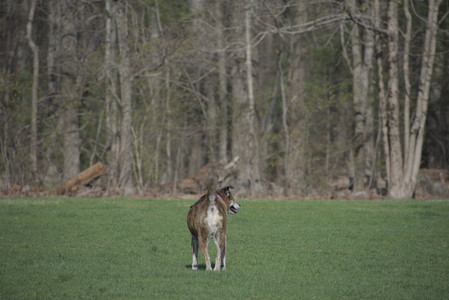 20250422_Dog Park and Birds__DSC0499_.jpg