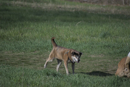 20250422_Dog Park and Birds__DSC0502_.jpg