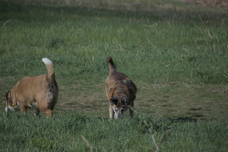 20250422_Dog Park and Birds__DSC0503_.jpg