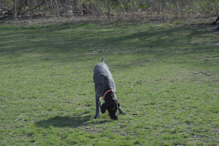 20250422_Dog Park and Birds__DSC0504_.jpg