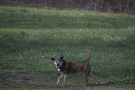 20250422_Dog Park and Birds__DSC0506_.jpg