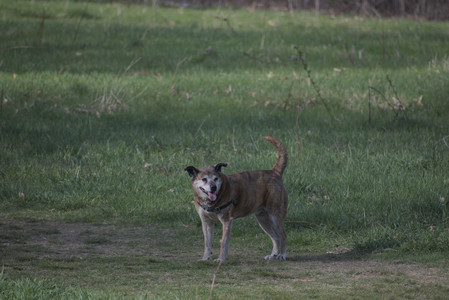 20250422_Dog Park and Birds__DSC0509_.jpg