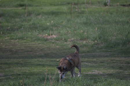 20250422_Dog Park and Birds__DSC0511_.jpg