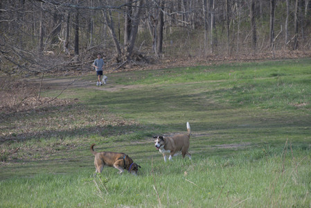20250422_Dog Park and Birds__DSC0514_.jpg