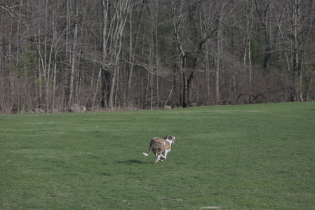 20250422_Dog Park and Birds__DSC0516_.jpg